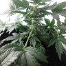 автоцветущие семена конопли Auto Betty Boo feminised