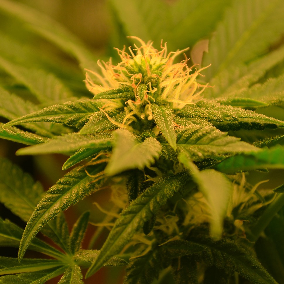 семена конопли f1 в оригинальной упаковке Auto Betty Boo feminised