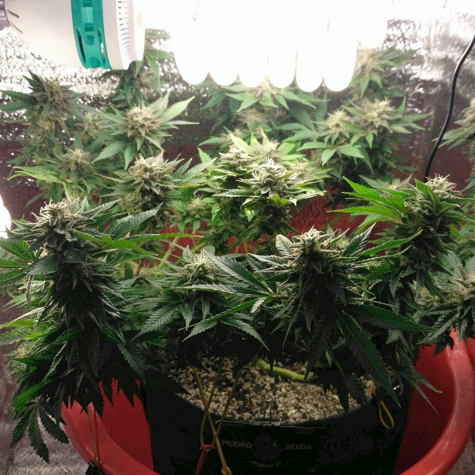 Семена  Auto Betty Boo feminised Ganja Seeds