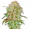 Семена  AMS feminised Ganja Seeds