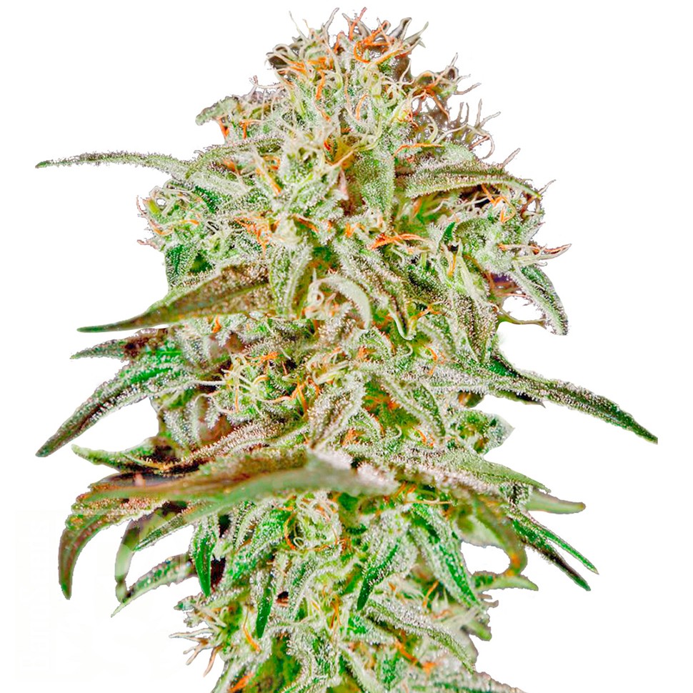 Семена  AMS feminised Ganja Seeds
