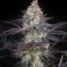 Семена  AMS feminised Ganja Seeds