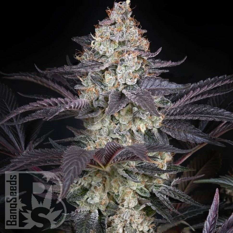 Семена  AMS feminised Ganja Seeds