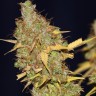 Семена  AMS feminised Ganja Seeds