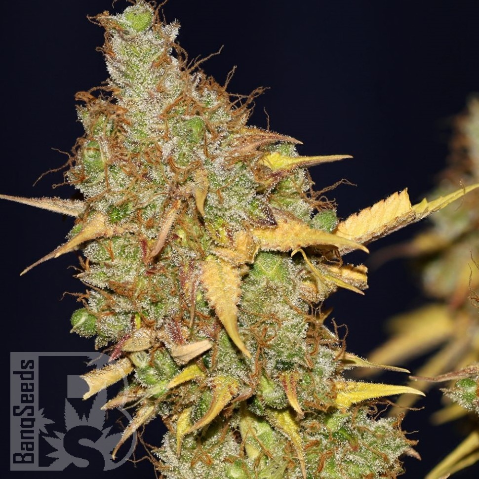 Семена  AMS feminised Ganja Seeds