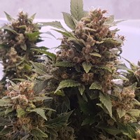 Auto Big Devil feminised Ganja Seeds