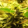 купить семена сортовой конопли Auto Big Devil feminised