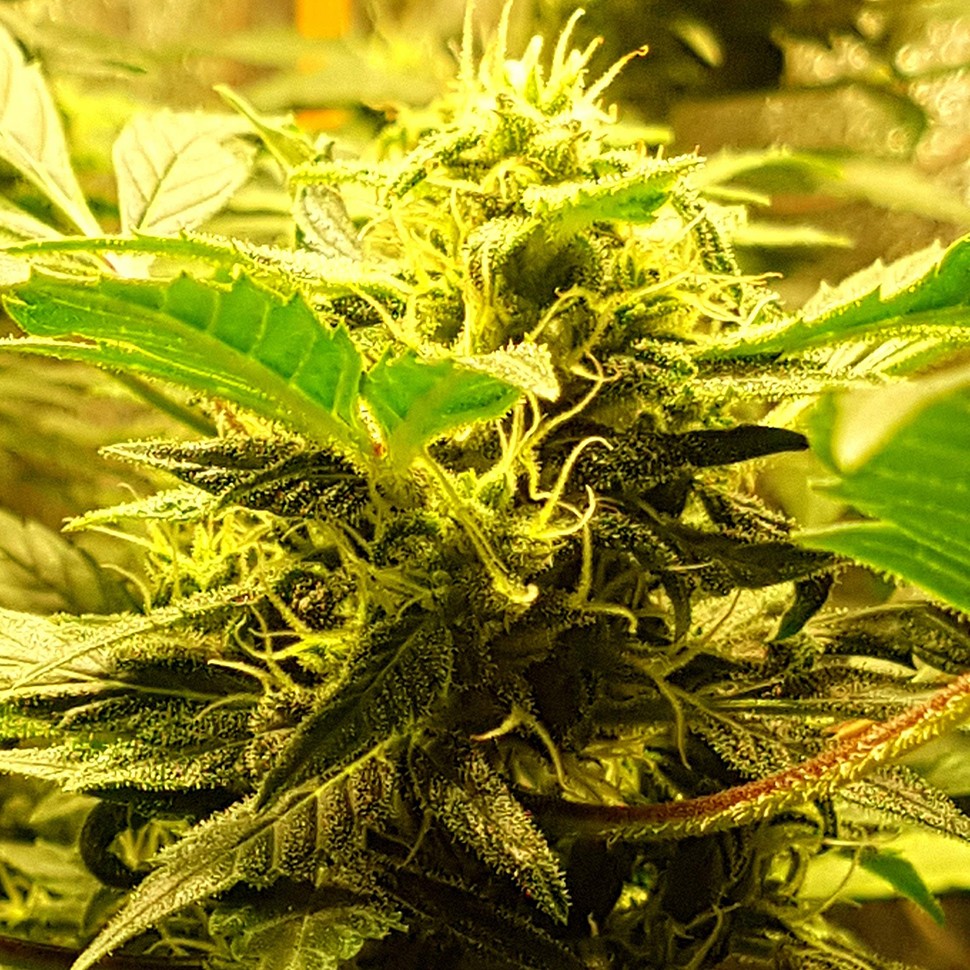 купить семена сортовой конопли Auto Big Devil feminised