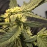 заказ семян конопли Нур-Султан Auto Big Devil feminised Ganja Seeds