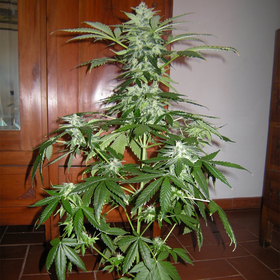 заказ семян конопли Алма-Ата Auto Big Devil feminised Ganja Seeds