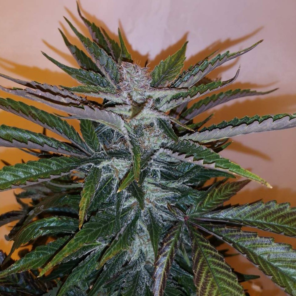 Семена марихуаны  White russian x White widow (Russian Widow) regular Ganja Seeds