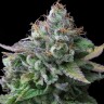 Семена марихуаны  White russian x White widow (Russian Widow) regular Ganja Seeds