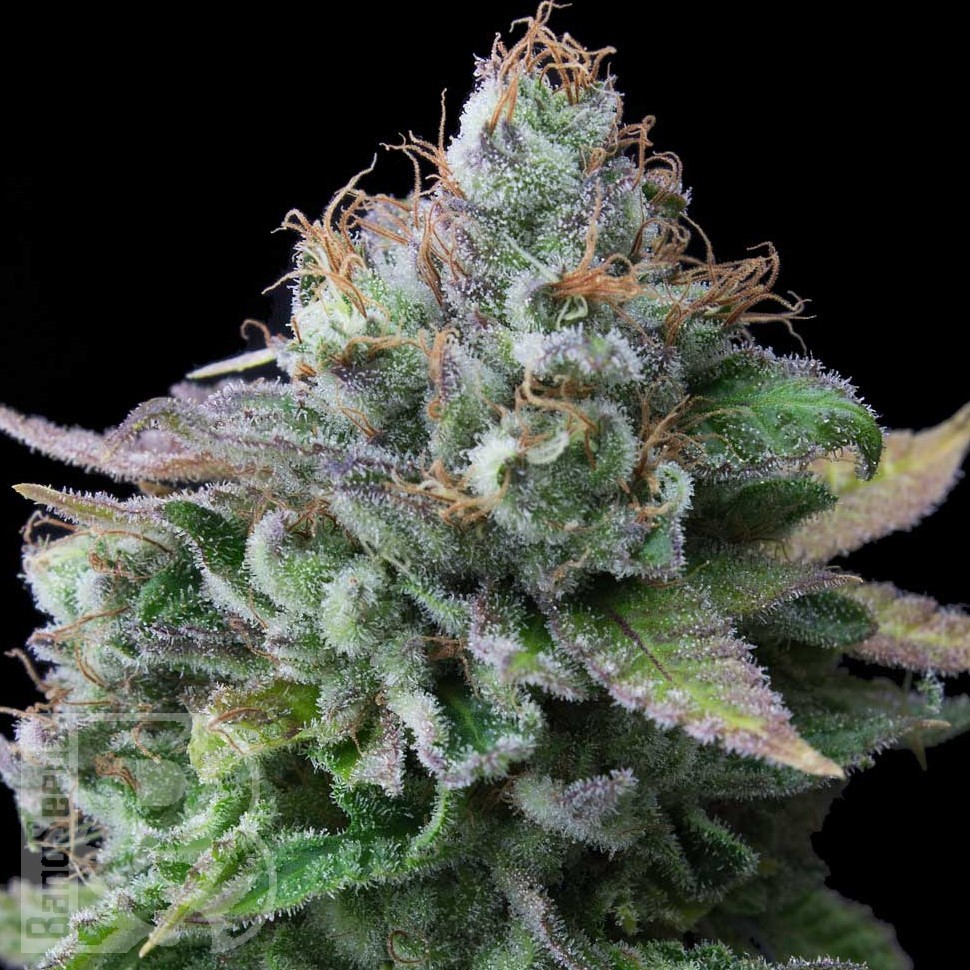Семена марихуаны  White russian x White widow (Russian Widow) regular Ganja Seeds
