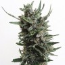 Семена марихуаны  White russian x White widow (Russian Widow) regular Ganja Seeds