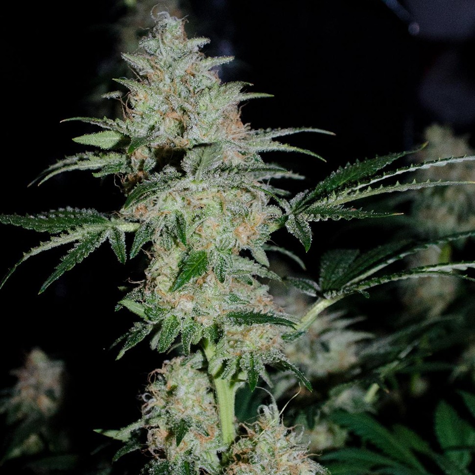 заказать хорошие семена конопли Auto White Widow feminised заказать хорошие семена конопли Auto White Widow feminised