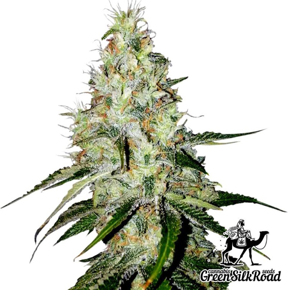 Семена Auto White Widow feminised Green Silk Road Seeds