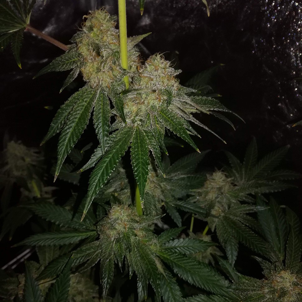 Семена марихуаны  Auto OG Kush feminised Victory Seeds