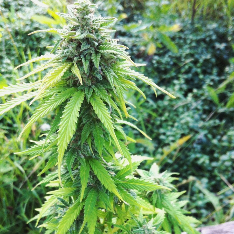 Семена  Auto Big Bang feminised Ganja Seeds