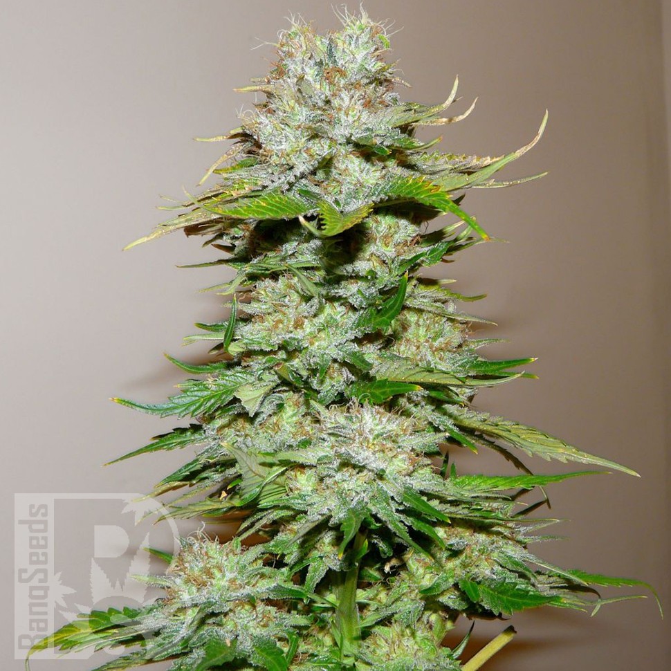 Семена конопли  Big Bang feminised Ganja Seeds