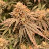 Семена марихуаны  Northern Soul feminised Ganja Seeds