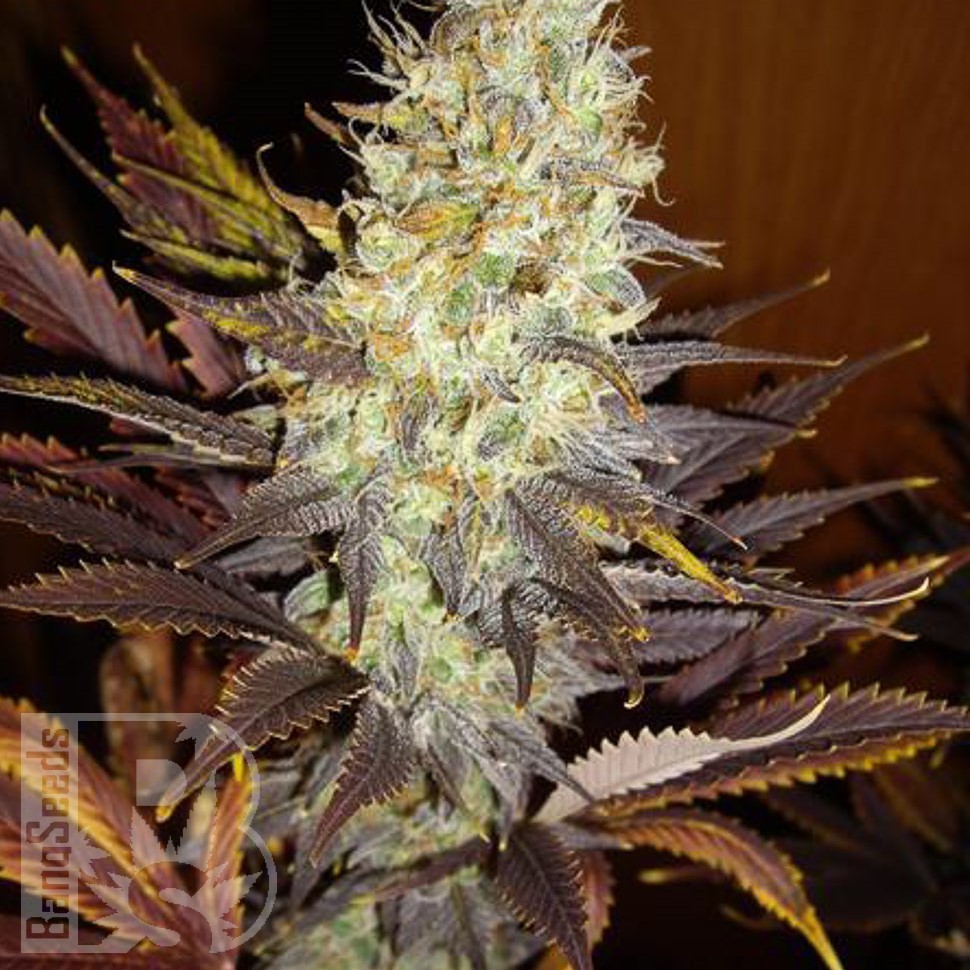 Семена марихуаны  Northern Soul feminised Ganja Seeds