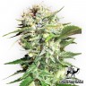 заказать хорошие семена конопли Bubble Gum feminised заказать хорошие семена конопли Bubble Gum feminised