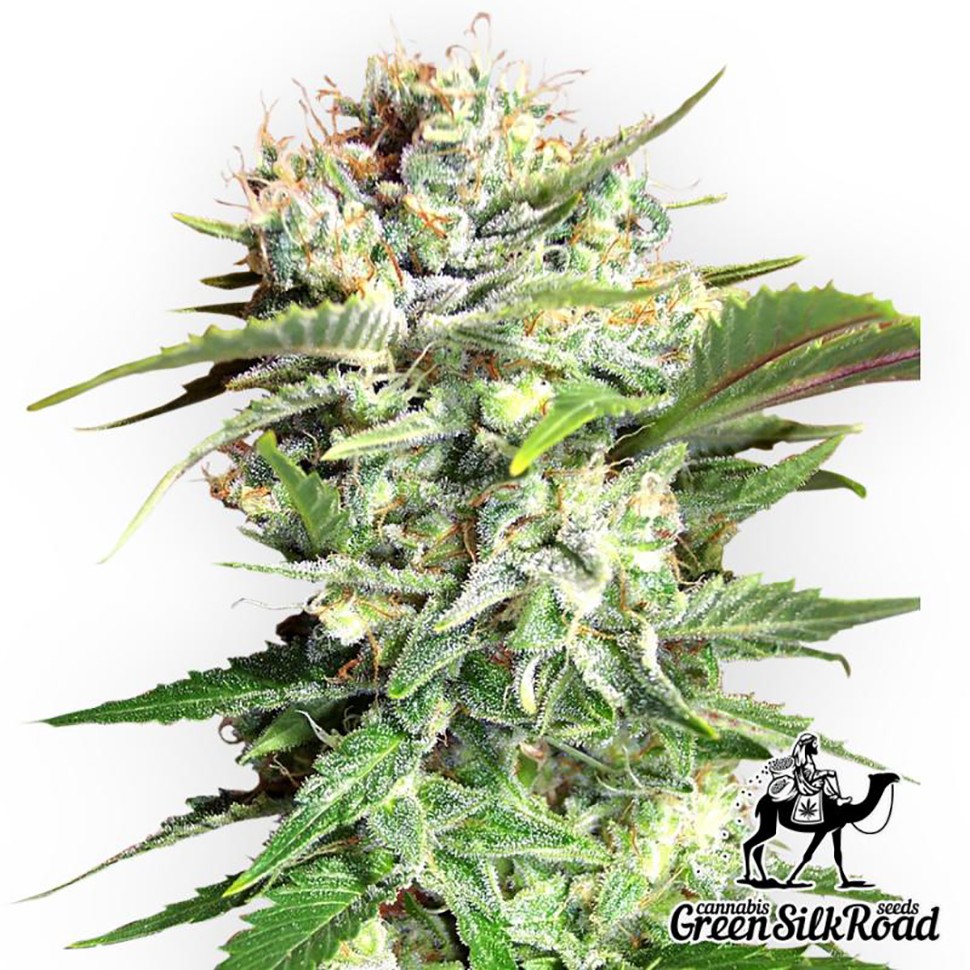 Семена каннабиса Bubble Gum feminised Green Silk Road Seeds