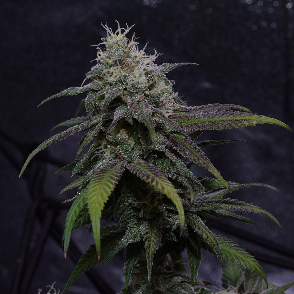 Семена конопли  Auto Original Berry feminised Victory Seeds