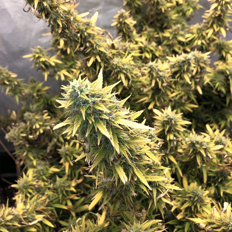 Семена ганжа  Auto Big Bud XXL feminised Ganja Seeds
