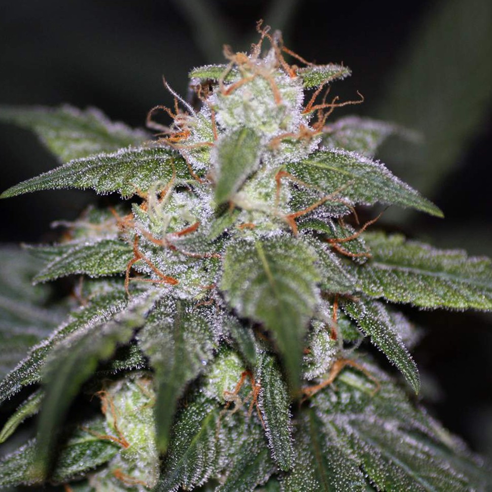Семена  Auto Blue Cheese feminised Ganja Seeds
