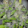 Семена марихуаны  Big Dutch Bud feminised Ganja Seeds