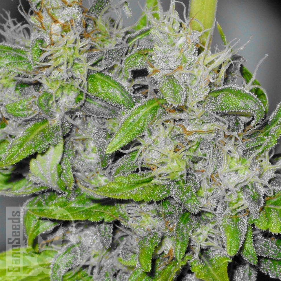 Семена марихуаны  Big Dutch Bud feminised Ganja Seeds