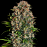 Семена марихуаны  Big Dutch Bud feminised Ganja Seeds