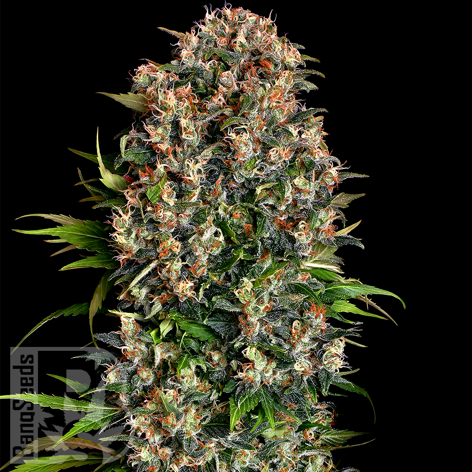 Семена марихуаны  Big Dutch Bud feminised Ganja Seeds