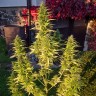 Семена ганжа  Orange Bud feminised Ganja Seeds