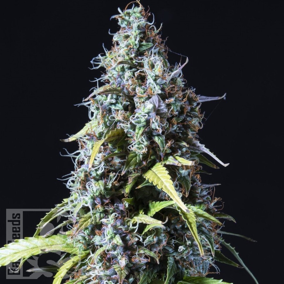 Семена марихуаны  Auto Haze feminised Ganja Seeds
