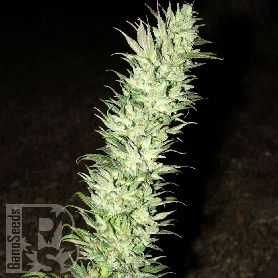 Семена марихуаны  Auto Haze feminised Ganja Seeds