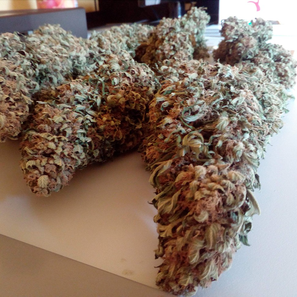 Семена марихуаны  Black Domina feminised Ganja Seeds