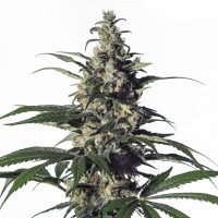 Chronic feminised Green Silk Road Seeds