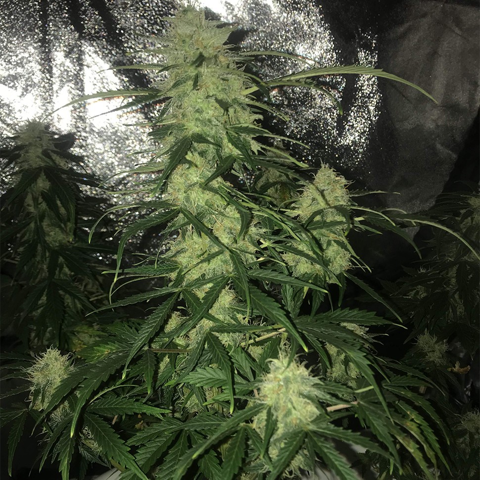 Семена  Auto Critical XXL feminised Ganja Seeds