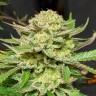 Семена каннабиса  Original Skunk #1 feminised Ganja Seeds