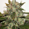 Семена каннабиса  Original Skunk #1 feminised Ganja Seeds
