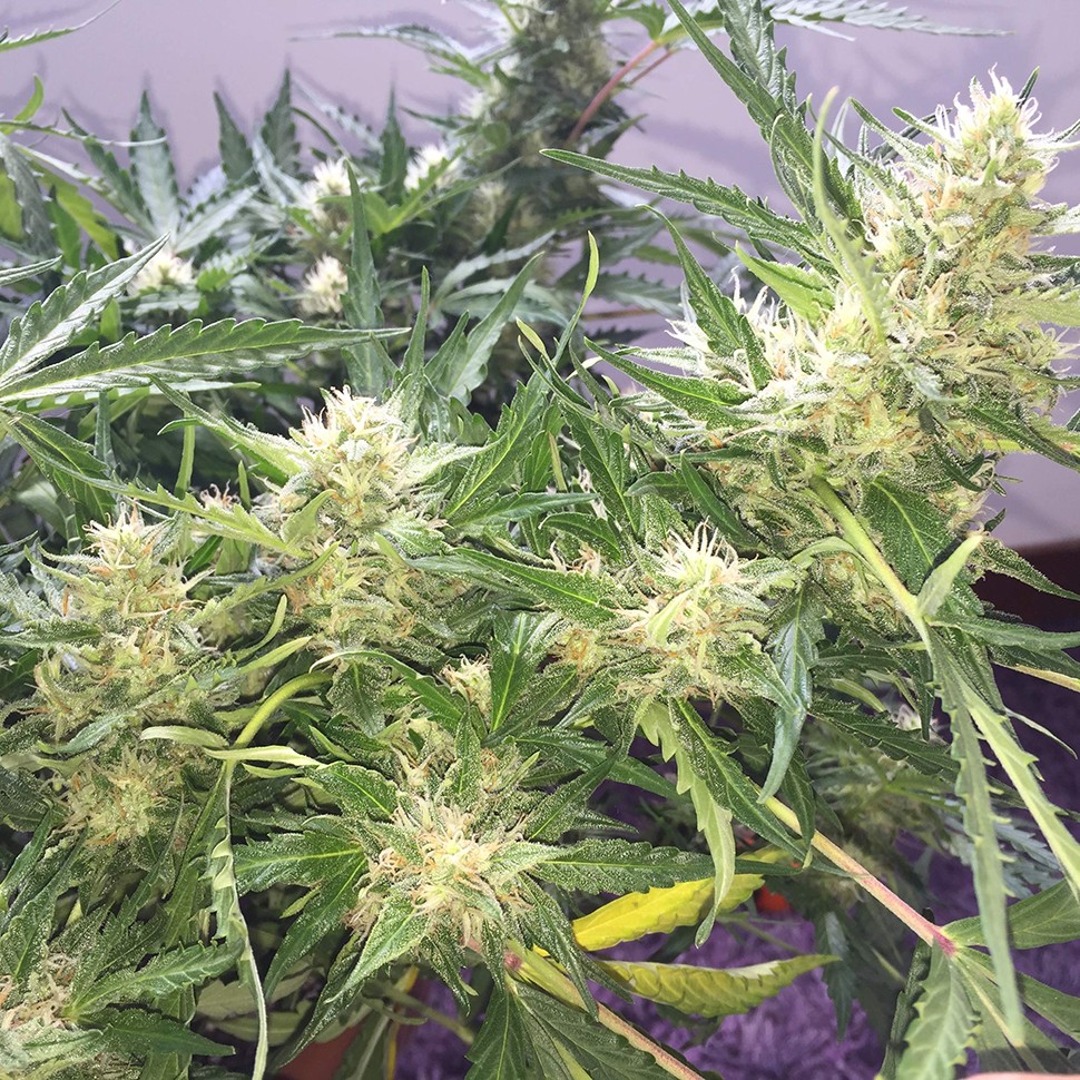 купить урожайные семена конопли Auto Cheese feminised купить урожайные семена конопли Auto Cheese feminised