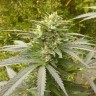 семена конопли гидропоники Power Plant regular Ganja Seeds