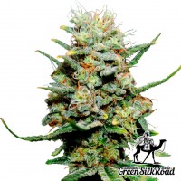Critical feminised Green Silk Road Seeds