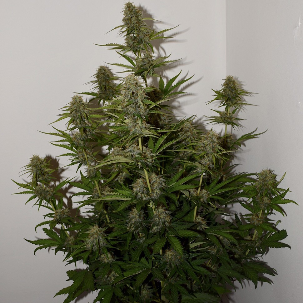 Семена  Auto Parmesan feminised Victory Seeds