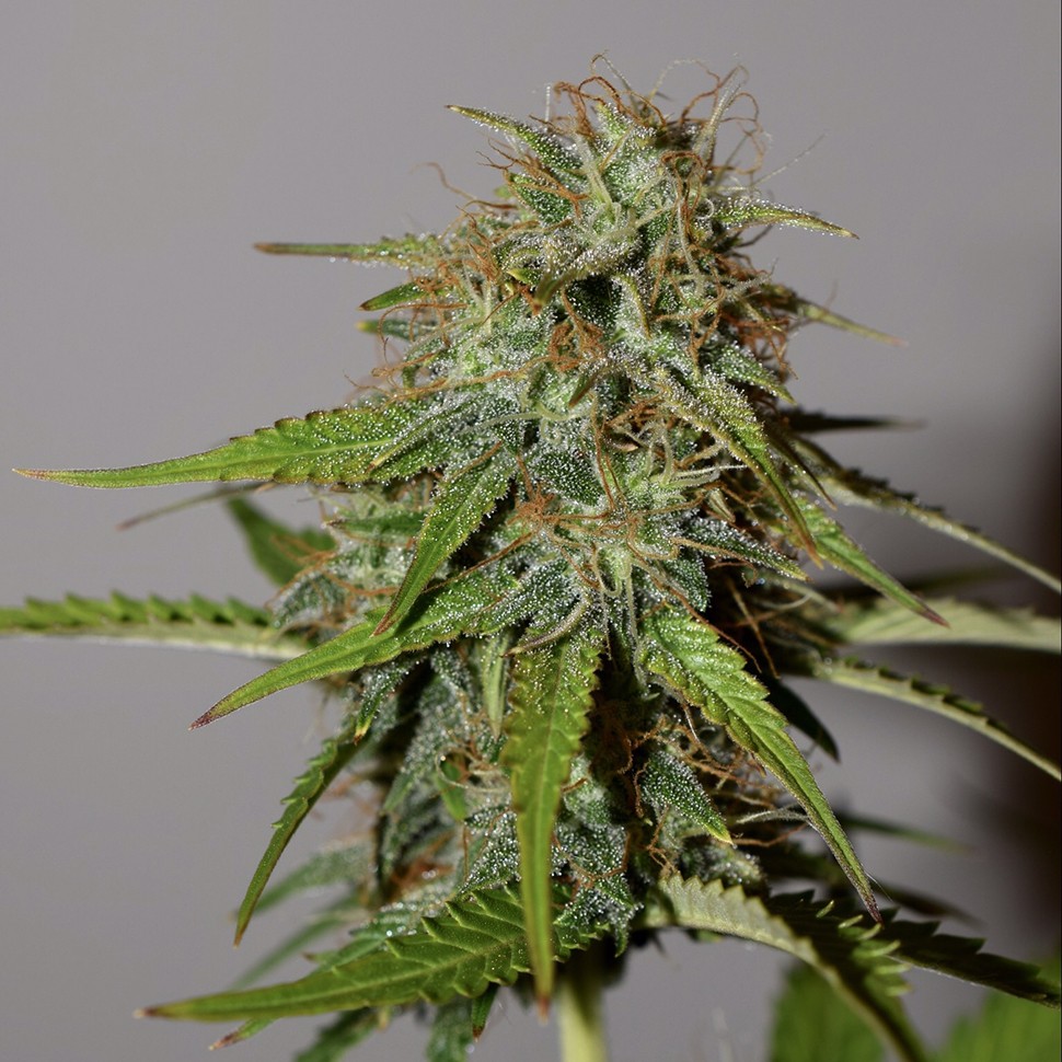 семена индийской конопли Auto Parmesan feminised Victory Seeds
