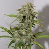 мощные семена конопли Auto Parmesan feminised Victory Seeds