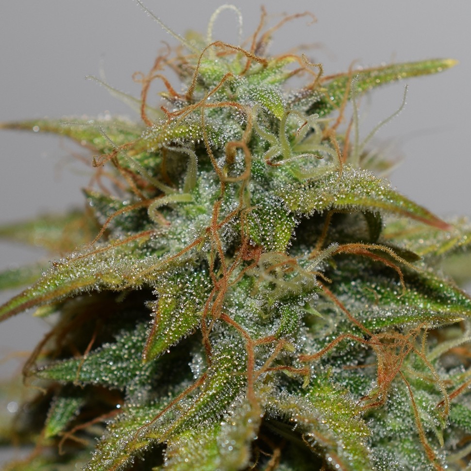 семена конопли автоцвет Auto Parmesan feminised Victory Seeds