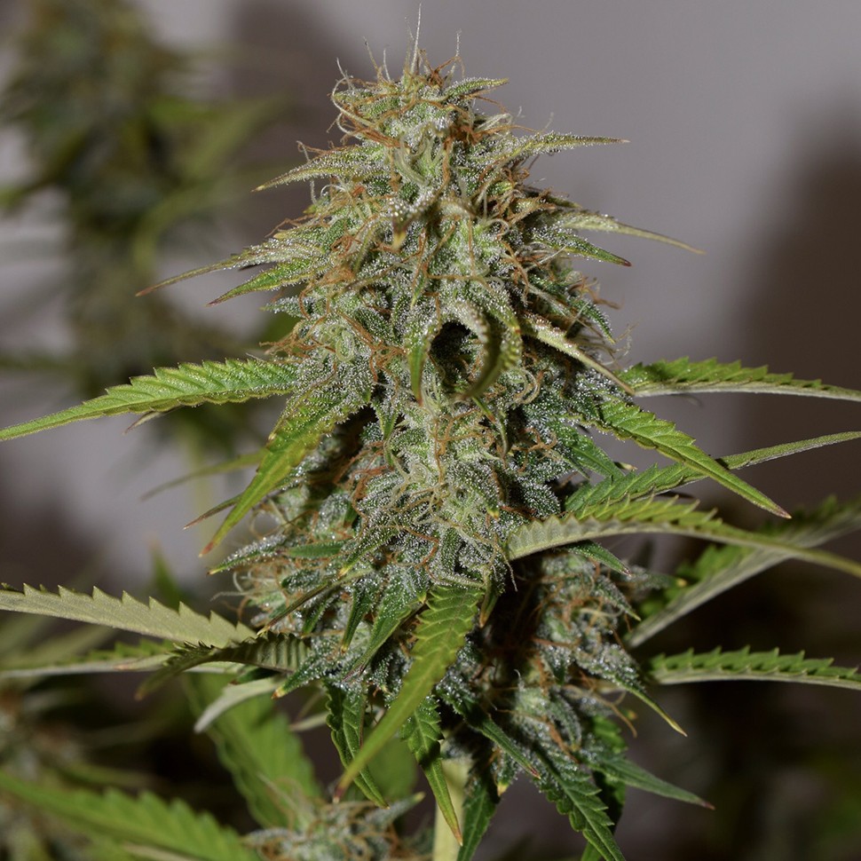 семена конопли Алматы Auto Parmesan feminised Victory Seeds